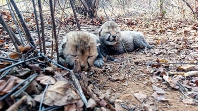 Female cheetah Veera gave birth the two cubs in Kuno on Tuesday, February 4. (X/@DrMohanYadav51)
