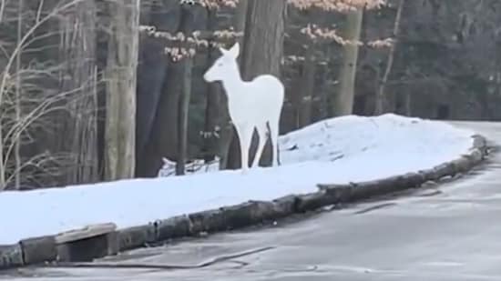 A rare albino deer was spotted standing in the snow, stunning viewers. (X/@accuweather)
