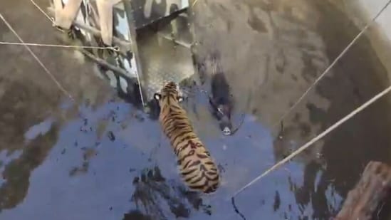 A tiger cub and a wild boar accidentally fell into a well in MP's Seoni district but were swiftly rescued by wildlife officials. (X/@PenchMP)
