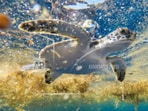 For decades, scientists have puzzled over the "lost years"—the 1 to 10 years between when hatchlings leave the beach and return nearly grown.