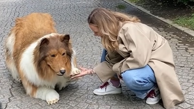 Toco the human collie opens a ‘zoo’ where other people can become animals (YouTube/ I want to be an animal) Toco the human collie opens a ‘zoo’ where other people can become animals (YouTube/ I want to be an animal)
