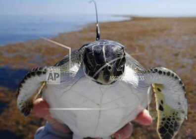 Steering small boats, they looked for young turtles drifting among algae in the Gulf of Mexico, eventually tagging 114 animals. (source: Associated Press)