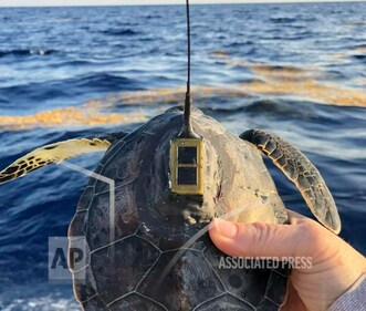 The tracking data also showed more variability in locations than scientists expected, as the little turtles moved between continental shelf waters and open ocean. (source: Associated Press)
