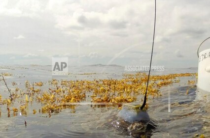 The scientists confirmed this by comparing location data of young turtles with the routes of drifting buoys set in the water at the same time. (source: Associated Press)
