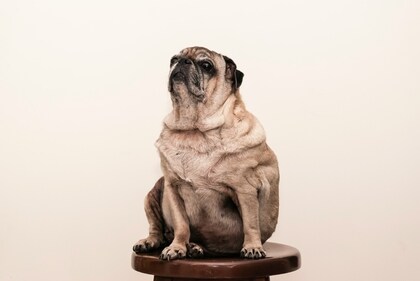 Pets are increasingly sharing our lifestyle, leading to rising cases of diabetes and hypertension. (Unsplash) Pets are increasingly sharing our lifestyle, leading to rising cases of diabetes and hypertension. (Unsplash)