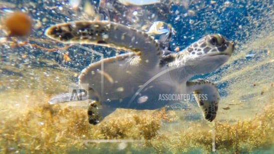 For decades, scientists have puzzled over the "lost years"—the 1 to 10 years between when hatchlings leave the beach and return nearly grown. (source: Associated Press)