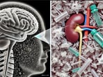 Plastic pollution now a human health crisis, study warns of brain impact. 