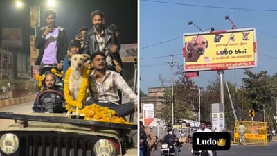 The video showed a group of men cheering for their dog Ludo in a car. (Instagram/anshu_09_chouhan) The video showed a group of men cheering for their dog Ludo in a car. (Instagram/anshu_09_chouhan)