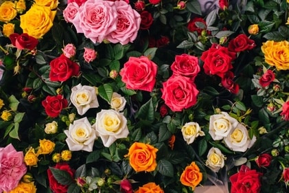 Rose doesn’t come in red; it blooms in many colours. (Shutterstock) Rose doesn’t come in red; it blooms in many colours. (Shutterstock)