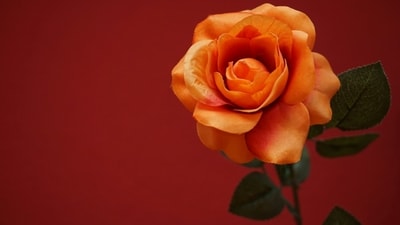 Peach rose: It signifies sympathy, modesty, and sincerity. It is often exchanged between lovers as a gesture of genuine commitment. (Unsplash) Peach rose: It signifies sympathy, modesty, and sincerity. It is often exchanged between lovers as a gesture of genuine commitment. (Unsplash)