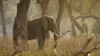 A 77-year-old German tourist died in Tamil Nadu after an elephant attacked him when he ignored warnings. (Representational image/Pixabay) A 77-year-old German tourist died in Tamil Nadu after an elephant attacked him when he ignored warnings. (Representational image/Pixabay)