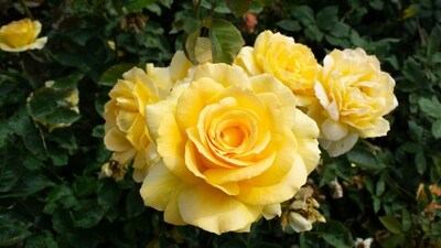 Yellow rose: The yellow rose represents friendship, warmth, happiness, and positivity. Friends often exchange yellow roses to express appreciation and show how much they mean to each other. (Unsplash) Yellow rose: The yellow rose represents friendship, warmth, happiness, and positivity. Friends often exchange yellow roses to express appreciation and show how much they mean to each other. (Unsplash)