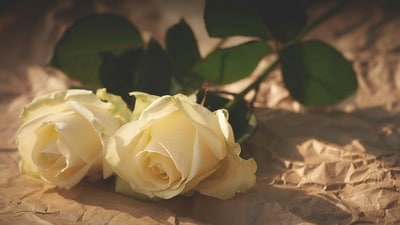 White rose: They symbolise love, respect, and honour. They are often used in decorations or given as a meaningful gift to someone we cherish. (Unsplash) White rose: They symbolise love, respect, and honour. They are often used in decorations or given as a meaningful gift to someone we cherish. (Unsplash)