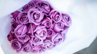 Purple rose: It symbolise enchantment and mystery. Pale purple or lavender roses specifically represent the idea of ‘love at first sight.’ (Unsplash) Purple rose: It symbolise enchantment and mystery. Pale purple or lavender roses specifically represent the idea of ‘love at first sight.’ (Unsplash)
