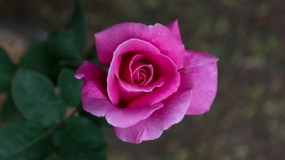 Pink rose: It symbolise femininity, elegance, and beauty. They are perfect for expressing admiration and appreciation for someone's grace and charm. (Unsplash) Pink rose: It symbolise femininity, elegance, and beauty. They are perfect for expressing admiration and appreciation for someone's grace and charm. (Unsplash)