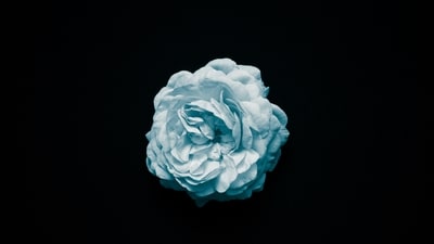 Blue rose: The blue rose symbolises sensitivity and emotional strength. Gifting one expresses deep emotional connection and understanding toward the recipient. (Unsplash) Blue rose: The blue rose symbolises sensitivity and emotional strength. Gifting one expresses deep emotional connection and understanding toward the recipient. (Unsplash)