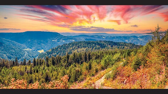 The Black Forest in Germany (Shutterstock)