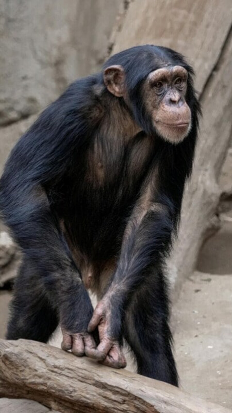 Chimpanzee Mating Ritual