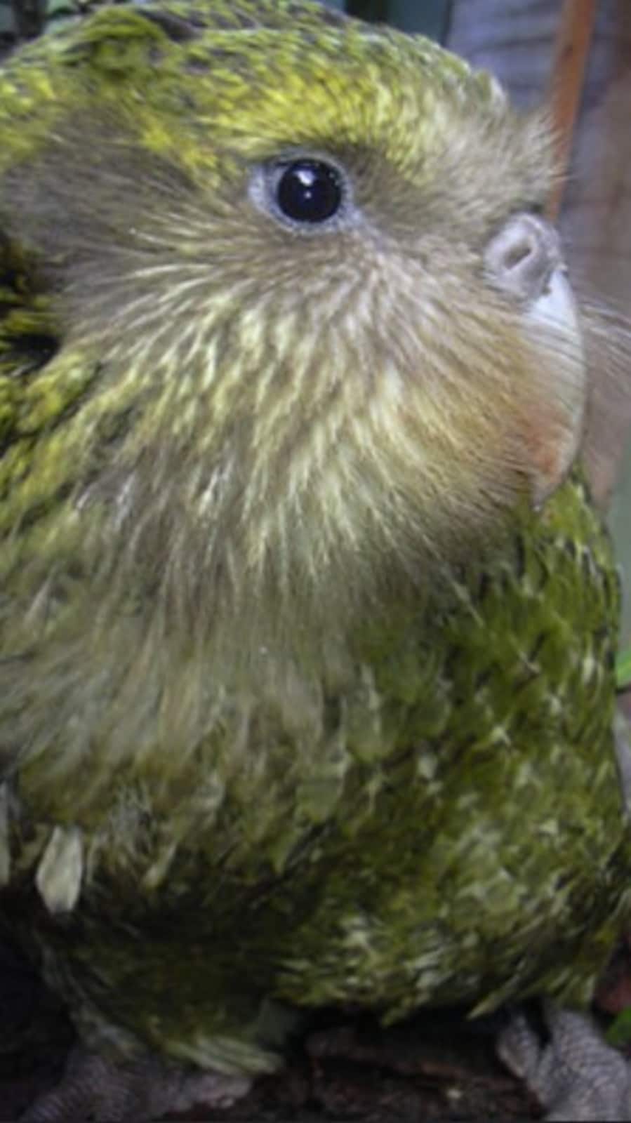 6-unique-animal-sounds-that-will-amaze-you-hindustan-times