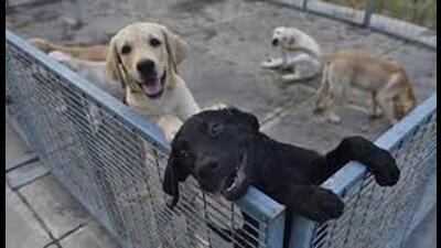 According to an LMC official Abhinav Verma, approximately 4,768 pet licenses have been issued so far in 2024-25 (Sourced)