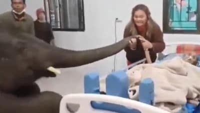 An elephant visited a hospital to bid farewell to its dying caretaker. (X/@AMAZlNGNATURE)