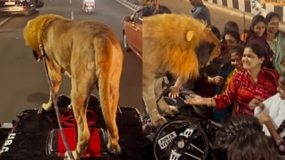 A lion-like English Mastiff stood on a moving jeep in Visakhapatnam. (Instagram/ishaksinka) A lion-like English Mastiff stood on a moving jeep in Visakhapatnam. (Instagram/ishaksinka)