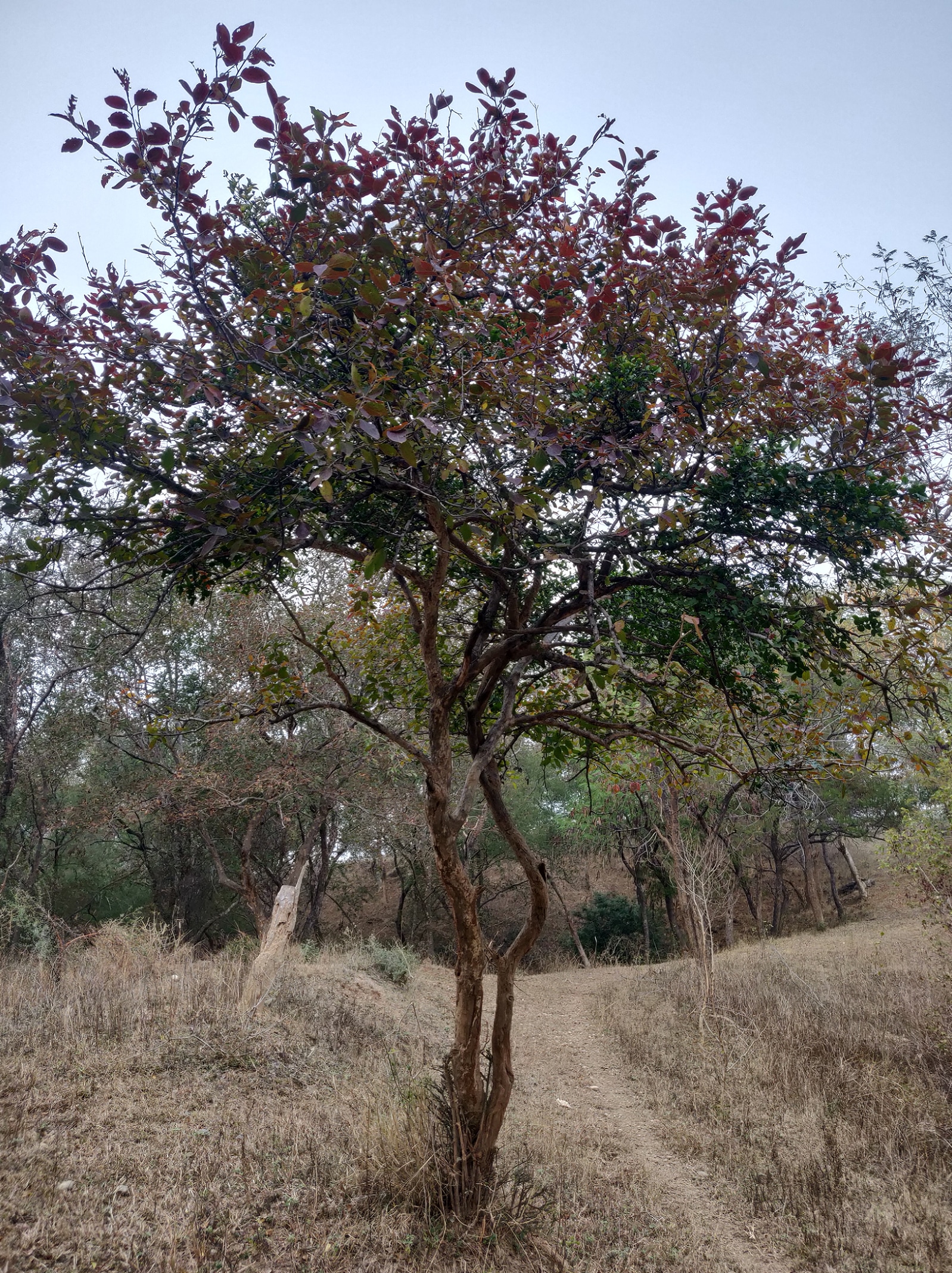 Wildbuzz | Trees as vignettes of time Wildbuzz | Trees as vignettes of time