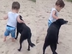 A viral video featured a dog helping a little boy take his first steps. A viral video featured a dog helping a little boy take his first steps.