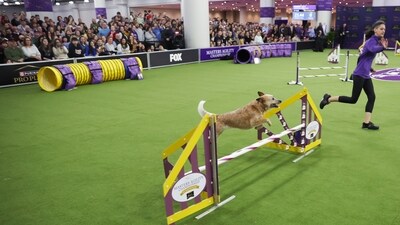 Kimber, an Australian Cattle Dog, competes in the Masters Agility Championship Finals during the 149th Westminster Kennel Club Dog show. (AP Photo/Heather Khalifa) Kimber, an Australian Cattle Dog, competes in the Masters Agility Championship Finals during the 149th Westminster Kennel Club Dog show. (AP Photo/Heather Khalifa)
