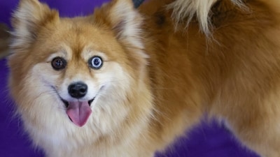Ellie, an All-American half Pomeranian and half Husky, looks up while surrounded by supporters at the 149th Westminster Kennel Club Dog show, Saturday, Feb. 8, 2025, in New York. (AP Photo/Heather Khalifa) Ellie, an All-American half Pomeranian and half Husky, looks up while surrounded by supporters at the 149th Westminster Kennel Club Dog show, Saturday, Feb. 8, 2025, in New York. (AP Photo/Heather Khalifa)