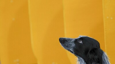 A dog waits near the demo ring benching area at the 149th Westminster Kennel Club Dog show. (AP Photo/Heather Khalifa) A dog waits near the demo ring benching area at the 149th Westminster Kennel Club Dog show. (AP Photo/Heather Khalifa)