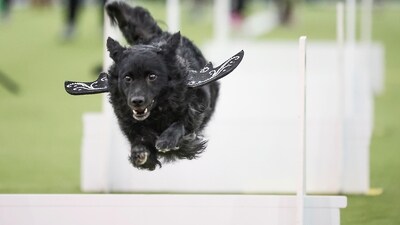 Dogs compete in the Flyball tournament at the 149th Westminster Kennel Club Dog show, Feb. 8, 2025, in New York. (AP Photo/Heather Khalifa) Dogs compete in the Flyball tournament at the 149th Westminster Kennel Club Dog show, Feb. 8, 2025, in New York. (AP Photo/Heather Khalifa)