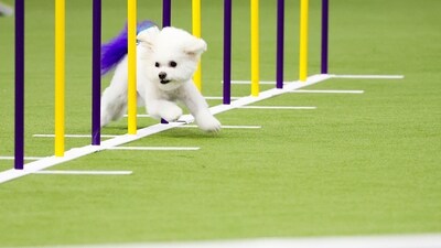 A dog competes in the Masters Agility Championship Finals during the 149th Westminster Kennel Club Dog show in New York. (AP Photo/Heather Khalifa) A dog competes in the Masters Agility Championship Finals during the 149th Westminster Kennel Club Dog show in New York. (AP Photo/Heather Khalifa)