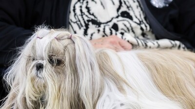 Judy Harding wears a sweater featuring a Shih Tzu while holding her dog Tova at the 149th Westminster Kennel Club Dog show. (AP Photo/Heather Khalifa) Judy Harding wears a sweater featuring a Shih Tzu while holding her dog Tova at the 149th Westminster Kennel Club Dog show. (AP Photo/Heather Khalifa)