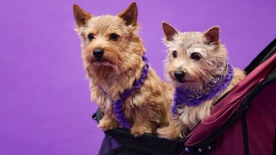 Benny, left, and Tansey, Norwich Terriers, sit in a stroller at the 149th Westminster Kennel Club Dog show, Saturday, Feb. 8, 2025, in New York. (AP Photo/Heather Khalifa) Benny, left, and Tansey, Norwich Terriers, sit in a stroller at the 149th Westminster Kennel Club Dog show, Saturday, Feb. 8, 2025, in New York. (AP Photo/Heather Khalifa)