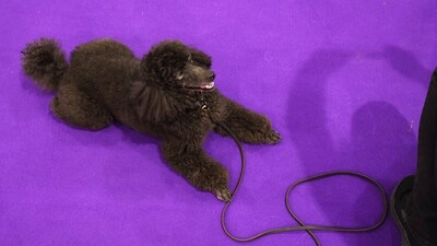 Chloe the poodle watches as Colleen Swierkocki takes a photo at the 149th Westminster Kennel Club Dog show. (AP Photo/Heather Khalifa) Chloe the poodle watches as Colleen Swierkocki takes a photo at the 149th Westminster Kennel Club Dog show. (AP Photo/Heather Khalifa)