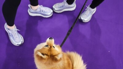 Ellie, an All-American half Pomeranian and half Husky, looks up while surrounded by supporters at the 149th Westminster Kennel Club Dog show in New York. (AP Photo/Heather Khalifa) Ellie, an All-American half Pomeranian and half Husky, looks up while surrounded by supporters at the 149th Westminster Kennel Club Dog show in New York. (AP Photo/Heather Khalifa)