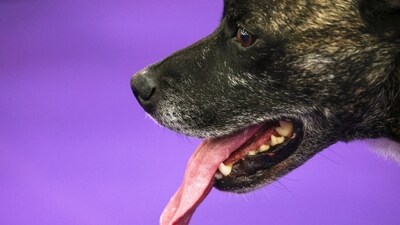 Champion, an All-American breed, sticks out his tongue at the 149th Westminster Kennel Club Dog show, Saturday, Feb. 8, 2025, in New York. (AP Photo/Heather Khalifa) Champion, an All-American breed, sticks out his tongue at the 149th Westminster Kennel Club Dog show, Saturday, Feb. 8, 2025, in New York. (AP Photo/Heather Khalifa)