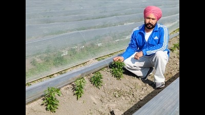 Ferozepur district is witnessing a significant shift in agricultural practices as farmers are increasingly replacing traditional wheat cultivation with chilli farming. Ferozepur district is witnessing a significant shift in agricultural practices as farmers are increasingly replacing traditional wheat cultivation with chilli farming.
