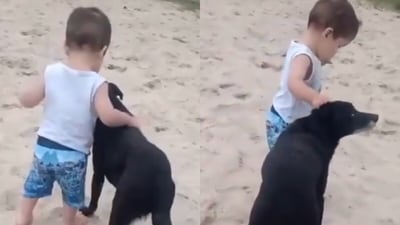 A viral video featured a dog helping a little boy take his first steps. (X/@AMAZlNGNATURE) A viral video featured a dog helping a little boy take his first steps. (X/@AMAZlNGNATURE)