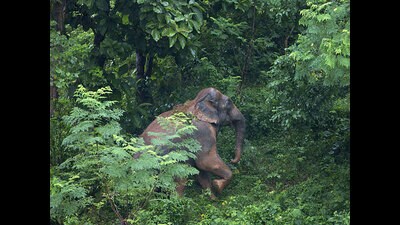 Environmental activist Joseph Hoover condemned the act, calling for stricter action against such reckless behaviour. (AP PHOTO) Environmental activist Joseph Hoover condemned the act, calling for stricter action against such reckless behaviour. (AP PHOTO)
