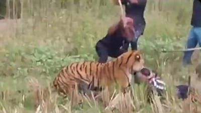 Forest officer was left injured after being attacked by a tiger in the Sundarbans Tiger Reserve (image source: X) (X)