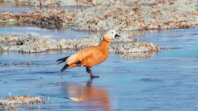 The Ruddy shelduck, spotted at a previous count. (Courtesy Nikhil Devasar) The Ruddy shelduck, spotted at a previous count. (Courtesy Nikhil Devasar)