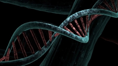 By analysing DNA from 435 ancient individuals, a team led by Harvard geneticist David Reich has solved one of humanity's enduring mysteries. (Pixabay) By analysing DNA from 435 ancient individuals, a team led by Harvard geneticist David Reich has solved one of humanity's enduring mysteries. (Pixabay)