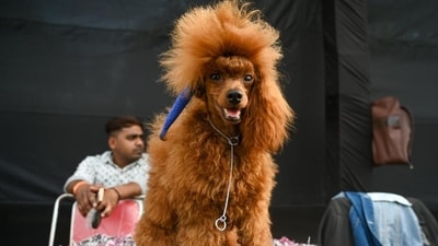 Internationally acclaimed pet experts from different countries were reportedly present to judge the competitions and select 12 top dogs in different categories. (Photo: Sunil Ghosh/HT) Internationally acclaimed pet experts from different countries were reportedly present to judge the competitions and select 12 top dogs in different categories. (Photo: Sunil Ghosh/HT)