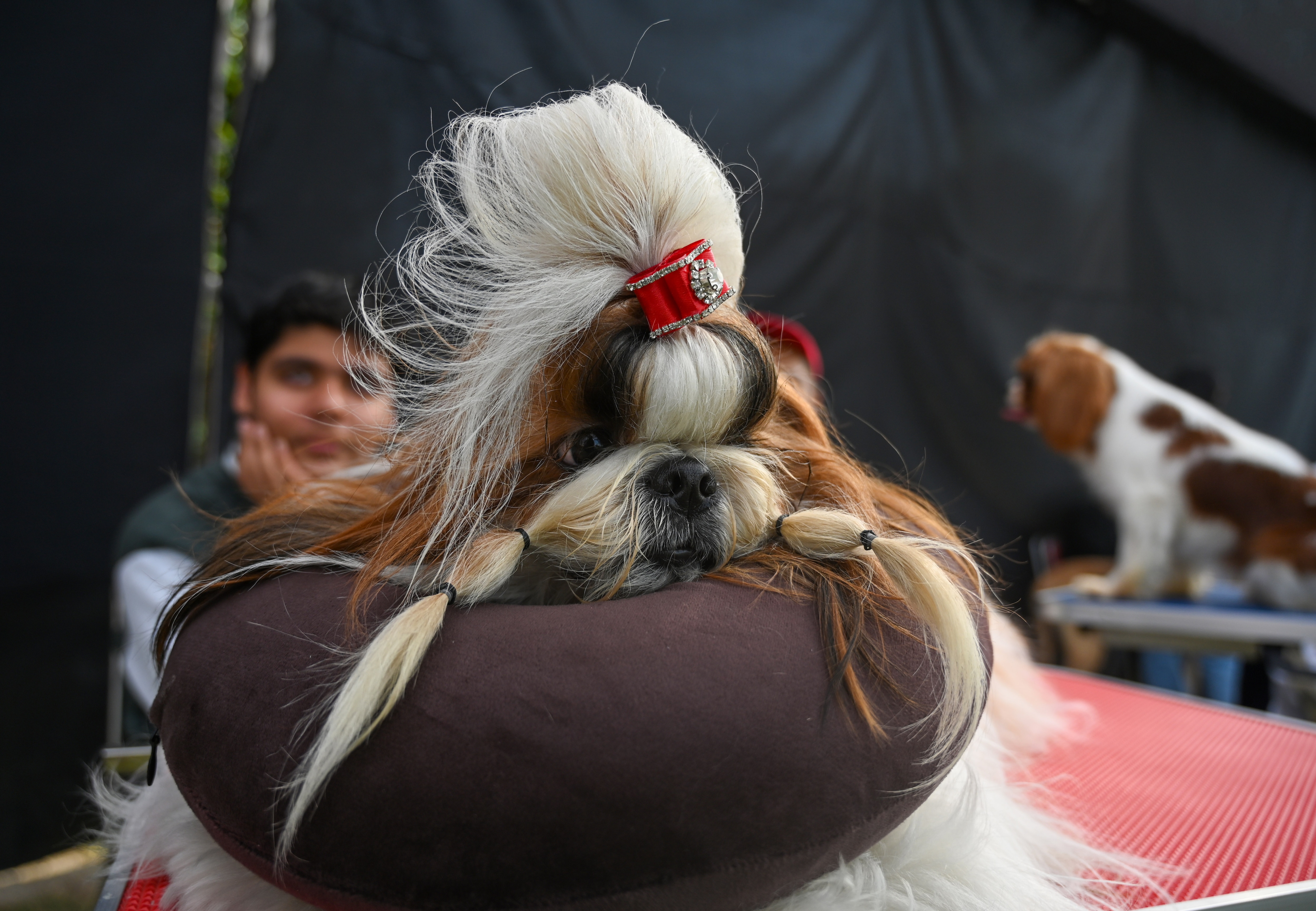 Bow-wow! Noida authority’s Pet Roll Carnival 2025 wins hearts of Delhi-NCR residents Bow-wow! Noida authority’s Pet Roll Carnival 2025 wins hearts of Delhi-NCR residents
