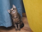 A cat in Japan defied the odds, enduring a month in scorching heat after being abandoned. A cat in Japan defied the odds, enduring a month in scorching heat after being abandoned.