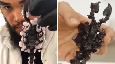 A scientist who crystalises dead insects. (Instagram/@tylerthrasherart) A scientist who crystalises dead insects. (Instagram/@tylerthrasherart)