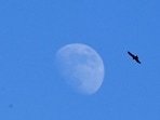 Noida, India- December 11, 2024: A view of moon was clearly visible during the day due to the drop in air pollution level after the light rain in the past few days, in Noida, India, on Wednesday, December 11, 2024. (Photo by Sunil Ghosh / Hindustan Times) Noida, India- December 11, 2024: A view of moon was clearly visible during the day due to the drop in air pollution level after the light rain in the past few days, in Noida, India, on Wednesday, December 11, 2024. (Photo by Sunil Ghosh / Hindustan Times)