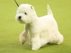 A West Island White Terrier competes during the 149th Annual Westminster Kennel Club Dog Show at Madison Square Garden in New York City on February 11, 2025. (Photo by CHARLY TRIBALLEAU / AFP)